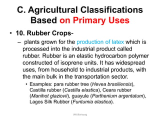 C. Agricultural Classifications
Based on Primary Uses
• 10. Rubber Crops-
– plants grown for the production of latex which is
processed into the industrial product called
rubber. Rubber is an elastic hydrocarbon polymer
constructed of isoprene units. It has widespread
uses, from household to industrial products, with
the main bulk in the transportation sector.
• Examples: para rubber tree (Hevea brasiliensis),
Castilla rubber (Castilla elastica), Ceara rubber
(Manihot glaziovii), guayule (Parthenium argentatum),
Lagos Silk Rubber (Funtumia elastica).
JMUBanayag
 