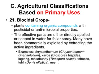 C. Agricultural Classifications
Based on Primary Uses
• 21. Biocidal Crops-
– plants containing organic compounds with
pesticidal or anti-microbial properties.
– The effective parts are either directly applied
or seeped in water for foliar spray. Many have
been commercially exploited by extracting the
active ingredients.
• Examples: chrysanthemum (Chrysanthemum
cineriaefolium), kayos (Dioscorea hispida),
lagtang, makabuhay (Tinospora crispa), tobacco,
tubli (Derris elliptica), neem.
JMUBanayag
 