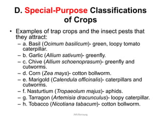 D. Special-Purpose Classifications
of Crops
• Examples of trap crops and the insect pests that
they attract:
– a. Basil (Ocimum basilicum)- green, loopy tomato
caterpillar.
– b. Garlic (Allium sativum)- greenfly.
– c. Chive (Allium schoenoprasum)- greenfly and
cutworms.
– d. Corn (Zea mays)- cotton bollworm.
– e. Marigold (Calendula officinalis)- caterpillars and
cutworms.
– f. Nasturtium (Tropaeolum majus)- aphids.
– g. Tarragon (Artemisia dracunculus)- loopy caterpillar.
– h. Tobacco (Nicotiana tabacum)- cotton bollworm.
JMUBanayag
 