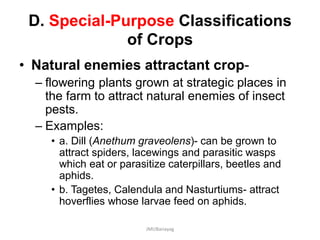 D. Special-Purpose Classifications
of Crops
• Natural enemies attractant crop-
– flowering plants grown at strategic places in
the farm to attract natural enemies of insect
pests.
– Examples:
• a. Dill (Anethum graveolens)- can be grown to
attract spiders, lacewings and parasitic wasps
which eat or parasitize caterpillars, beetles and
aphids.
• b. Tagetes, Calendula and Nasturtiums- attract
hoverflies whose larvae feed on aphids.
JMUBanayag
 