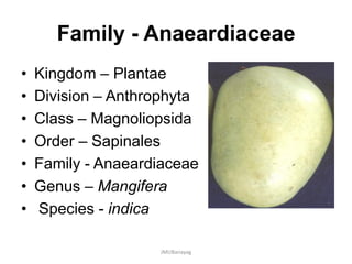Family - Anaeardiaceae
• Kingdom – Plantae
• Division – Anthrophyta
• Class – Magnoliopsida
• Order – Sapinales
• Family - Anaeardiaceae
• Genus – Mangifera
• Species - indica
JMUBanayag
 