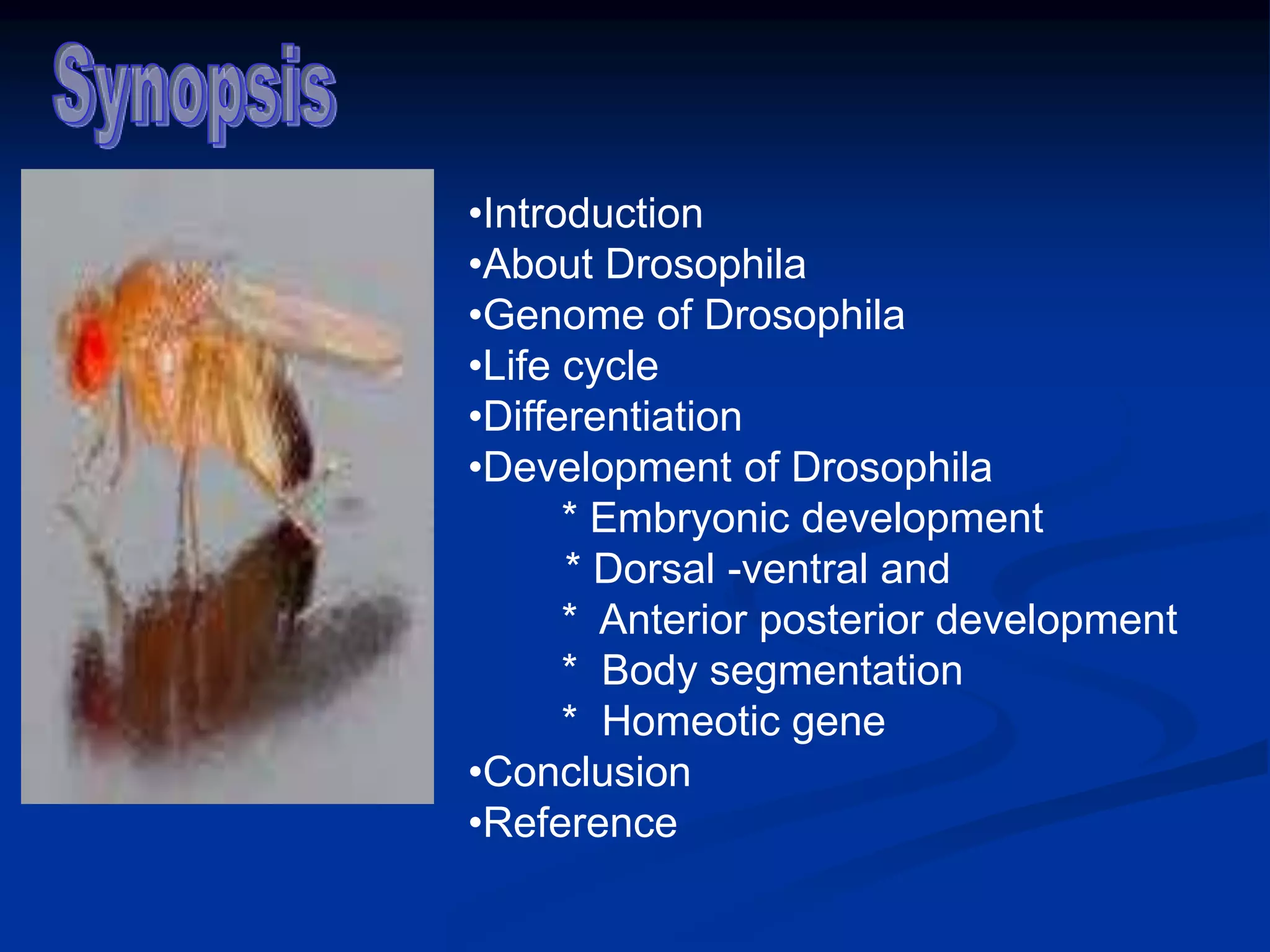 Development of drosophila | PPT