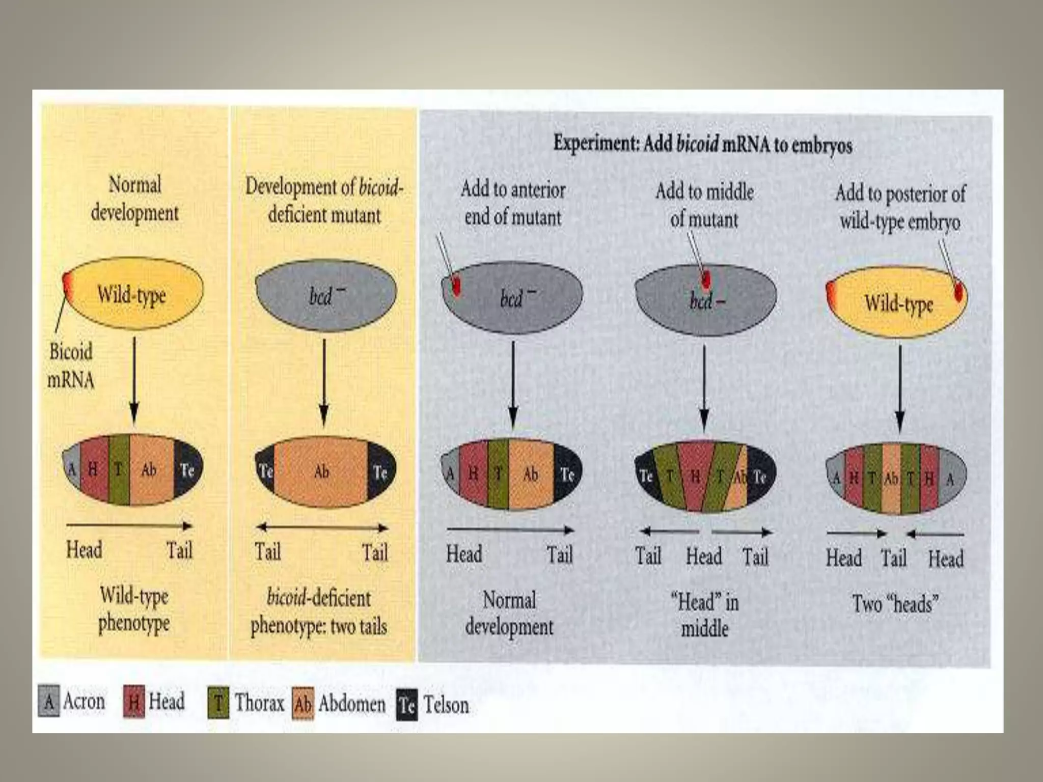 Development in drosophila | PPTX