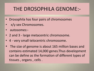 THE DROSOPHILA GENOME:-
• Drosophila has four pairs of chromosomes
• x/y sex Chromosomes.
• autosomes:-
• 2 and 3 - large metacentric chromosome.
• 4 - very small telocentric chromosome.
• The size of genome is about 165 million bases and
contains estimated 14,000 genes.Thus development
can be define as the formation of different types of
tissues , organs , cells .
 