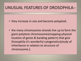 UNUSUAL FEATURES OF DROSOPHILA:-
• they increase in size and become polyploid.
• the many chromosome strands line up to form the
giant polytene chromosomes(mapping physical
location of genes & banding pattern) that give
Drosophila it’s wonderful cytogenetics{study of
inheritance in relation to structure of
chromosome.}.
 