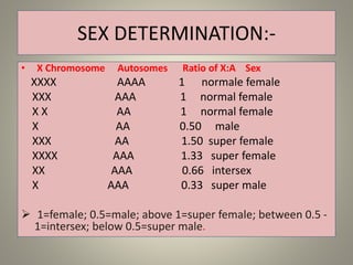 SEX DETERMINATION:-
• X Chromosome Autosomes Ratio of X:A Sex
XXXX AAAA 1 normale female
XXX AAA 1 normal female
X X AA 1 normal female
X AA 0.50 male
XXX AA 1.50 super female
XXXX AAA 1.33 super female
XX AAA 0.66 intersex
X AAA 0.33 super male
 1=female; 0.5=male; above 1=super female; between 0.5 -
1=intersex; below 0.5=super male.
 