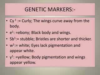 GENETIC MARKERS:-
• Cy 1 := Curly; The wings curve away from the
body.
• e1: =ebony; Black body and wings.
• Sb1:= stubble; Bristles are shorter and thicker.
• w1:= white; Eyes lack pigmentation and
appear white.
• y1: =yellow; Body pigmentation and wings
appear yellow.
 