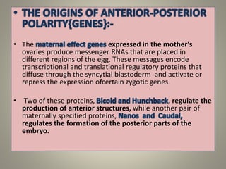 • The expressed in the mother's
ovaries produce messenger RNAs that are placed in
different regions of the egg. These messages encode
transcriptional and translational regulatory proteins that
diffuse through the syncytial blastoderm and activate or
repress the expression ofcertain zygotic genes.
• Two of these proteins, , regulate the
production of anterior structures, while another pair of
maternally specified proteins,
regulates the formation of the posterior parts of the
embryo.
 