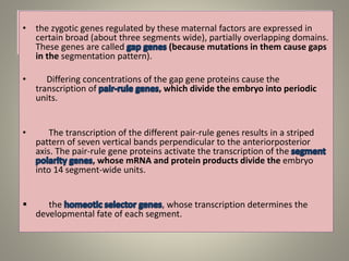 • the zygotic genes regulated by these maternal factors are expressed in
certain broad (about three segments wide), partially overlapping domains.
These genes are called (because mutations in them cause gaps
in the segmentation pattern).
• Differing concentrations of the gap gene proteins cause the
transcription of , which divide the embryo into periodic
units.
• The transcription of the different pair-rule genes results in a striped
pattern of seven vertical bands perpendicular to the anteriorposterior
axis. The pair-rule gene proteins activate the transcription of the
, whose mRNA and protein products divide the embryo
into 14 segment-wide units.
 the , whose transcription determines the
developmental fate of each segment.
 