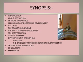 SYNOPSIS:-
• INTRODUCTION
• ABOUT DROSOPHILA
• PHYSICAL APPEARANCE
• CELL BIOLOGY OF DROSOPHILA DEVELOPMENT
• LIFE CYCLE
• THE DROSOPHILA GENOME
• UNUSAL FEATURES OF DROSOPHILA
• SEX DETERMINATION
• GENETIC MARKERS
• DEVELOPMENT IN DROSOPHILA
• CLEAVAGE
• THE ORIGINS OF ANTERIOR-POSTERIOR POLORITY {GENES}
• CHROMOSOME ABERRATIONS
• CONCLUSIONS
• REFERENCES
 