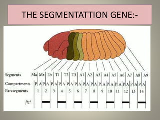 THE SEGMENTATTION GENE:-
 