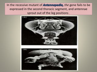 In the recessive mutant of the gene fails to be
expressed in the second thoracic segment, and antennae
sprout out of the leg positions .
 