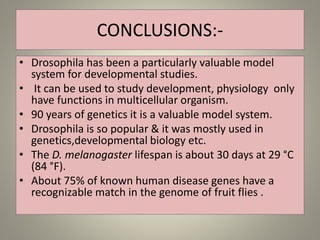 CONCLUSIONS:-
• Drosophila has been a particularly valuable model
system for developmental studies.
• It can be used to study development, physiology only
have functions in multicellular organism.
• 90 years of genetics it is a valuable model system.
• Drosophila is so popular & it was mostly used in
genetics,developmental biology etc.
• The D. melanogaster lifespan is about 30 days at 29 °C
(84 °F).
• About 75% of known human disease genes have a
recognizable match in the genome of fruit flies .
 
