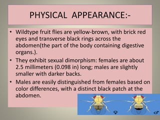 PHYSICAL APPEARANCE:-
• Wildtype fruit flies are yellow-brown, with brick red
eyes and transverse black rings across the
abdomen(the part of the body containing digestive
organs.).
• They exhibit sexual dimorphism: females are about
2.5 millimeters (0.098 in) long; males are slightly
smaller with darker backs.
• Males are easily distinguished from females based on
color differences, with a distinct black patch at the
abdomen.
 