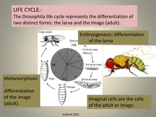 LIFE CYCLE:-
The Drosophila life cycle represents the differentiation of
two distinct forms: the larva and the Imago (adult).
Embryogenesis: differentiation
of the larva
Metamorphosis
:
differentiation
of the imago
(adult).
Imaginal cells are the cells
of the adult or imago.
Kalthoff 2001
 