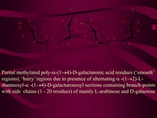 Partial methylated poly-a-(14)-D-galacturonic acid residues (‘smooth’
regions), ‘hairy’ regions due to presence of alternating a -(12)-L-
rhamnosyl-a -(14)-D-galacturonosyl sections containing branch-points
with side chains (1 - 20 residues) of mainly L-arabinose and D-galactose
 
