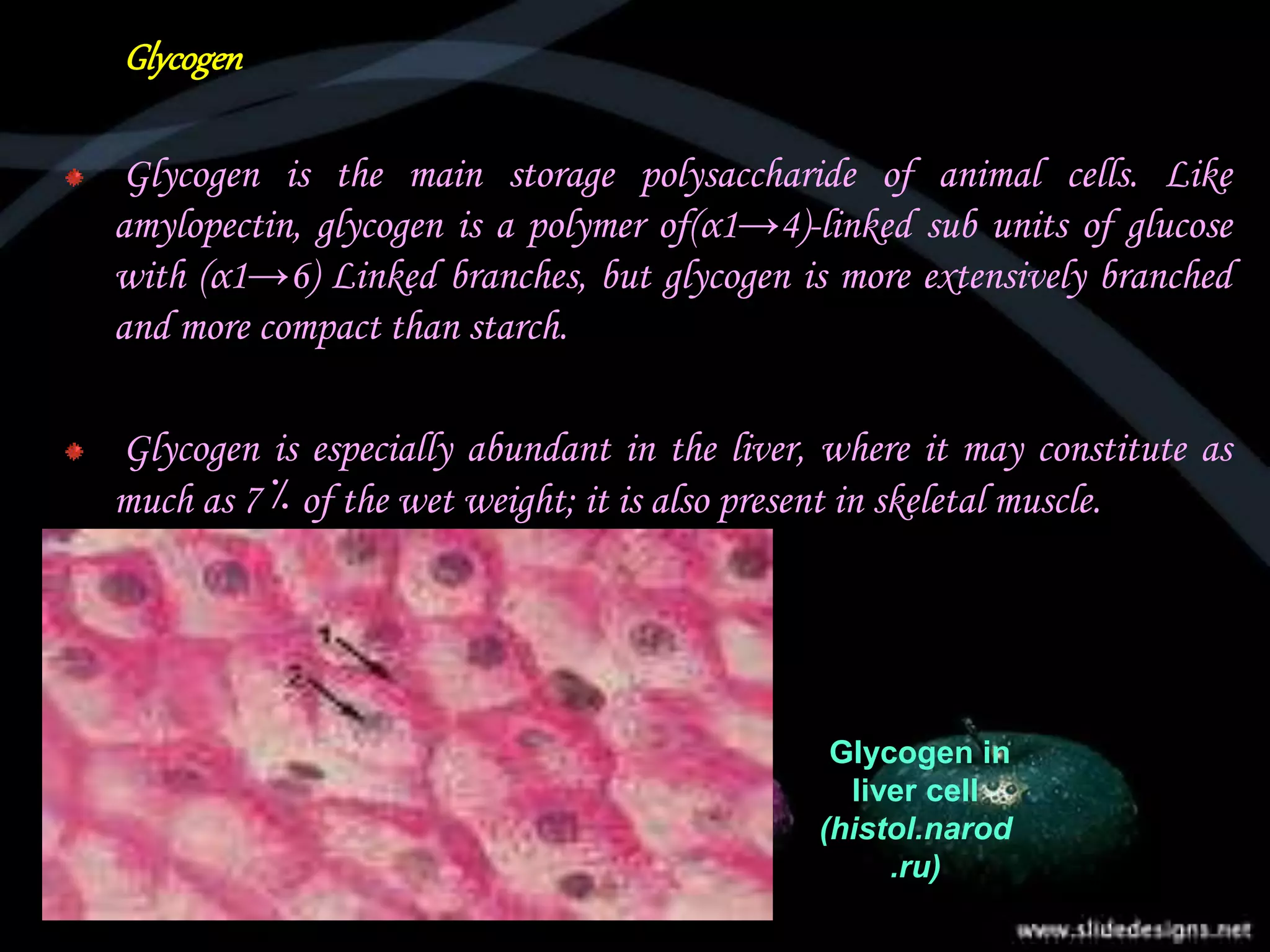 Glycogen
Glycogen is the main storage polysaccharide of animal cells. Like
amylopectin, glycogen is a polymer of(α1→4)-linked sub units of glucose
with (α1→6) Linked branches, but glycogen is more extensively branched
and more compact than starch.
Glycogen is especially abundant in the liver, where it may constitute as
much as 7 ٪ of the wet weight; it is also present in skeletal muscle.
Glycogen in
liver cell
(histol.narod
.ru)
 