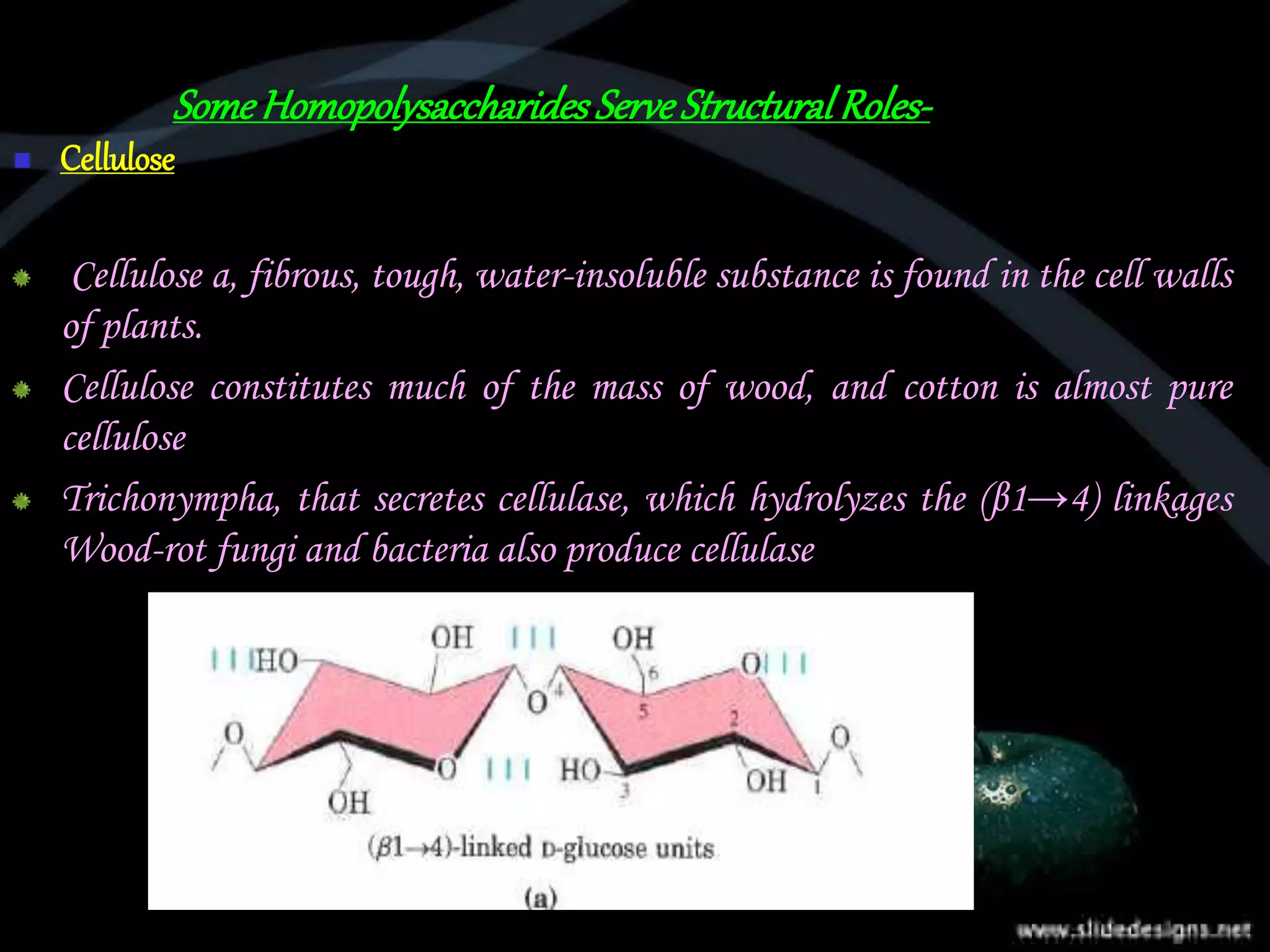 SomeHomopolysaccharidesServeStructuralRoles-
 Cellulose
Cellulose a, fibrous, tough, water-insoluble substance is found in the cell walls
of plants.
Cellulose constitutes much of the mass of wood, and cotton is almost pure
cellulose
Trichonympha, that secretes cellulase, which hydrolyzes the (β1→4) linkages
Wood-rot fungi and bacteria also produce cellulase
 