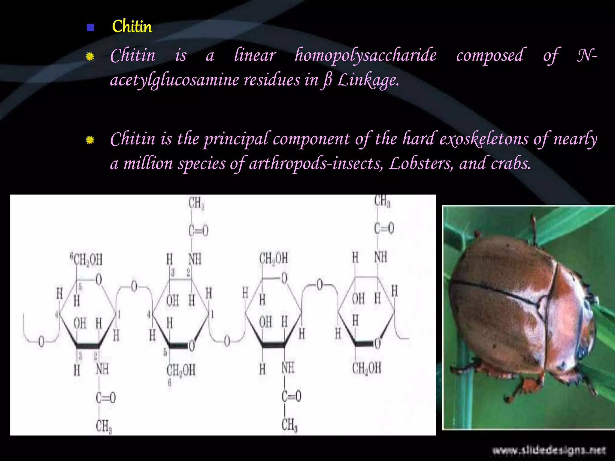  Chitin
Chitin is a linear homopolysaccharide composed of N-
acetylglucosamine residues in β Linkage.
Chitin is the principal component of the hard exoskeletons of nearly
a million species of arthropods-insects, Lobsters, and crabs.
 