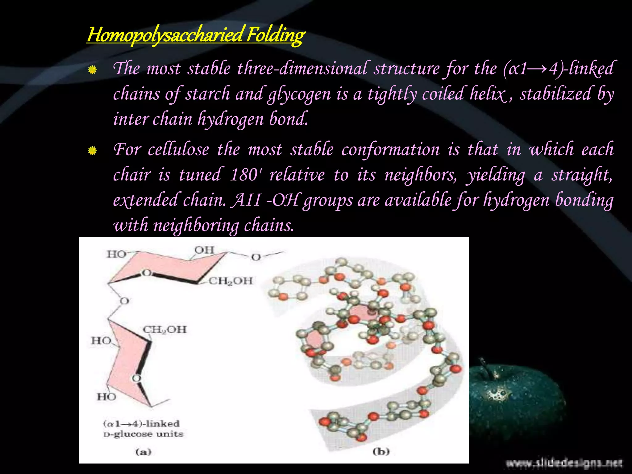 HomopolysacchariedFolding
The most stable three-dimensional structure for the (α1→4)-linked
chains of starch and glycogen is a tightly coiled helix , stabilized by
inter chain hydrogen bond.
For cellulose the most stable conformation is that in which each
chair is tuned 180' relative to its neighbors, yielding a straight,
extended chain. AII -OH groups are available for hydrogen bonding
with neighboring chains.
 