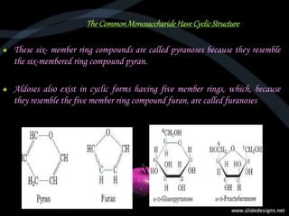 TheCommonMonosaccharideHaveCyclicStructure
These six- member ring compounds are called pyranoses because they resemble
the six-membered ring compound pyran.
Aldoses also exist in cyclic forms having five member rings, which, because
they resemble the five member ring compound furan, are called furanoses
 