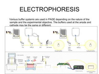 Anode Buffer SDS PAGE by kk sahu sir | PPT