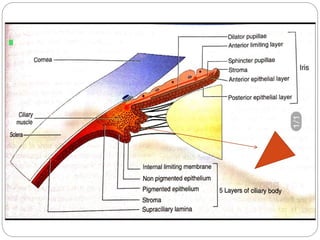 Subciliary Ridge Anatomy of uvea tract(iris, ciliary body and choroid) | PPTX