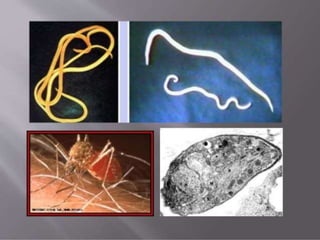 Hyperparasite Example Medical Parasitology Laboratory | PPTX