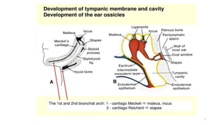 Ear development by Dr Shakil Sadiq | PPTX