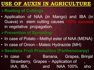 USE OF AUXIN IN AGRICULTURE
Rooting of Cuttings
• Application of NAA (in Mango) and IBA (in
Guava) in stem cutting causes 100% success
in vegetative propagation.
Prevention of Sprouting
• In case of Potato – Methyl ester of NAA (MENA)
• In case of Onion – Maleic Hydrazide (MH)
Seedless Fruit Production (Parthenocarpy)
• In case of Banana, Grapes,
Strawberry, Grapes – Application of
IAA, IBA, and NAA 100%
Brinjal
,
sho
 