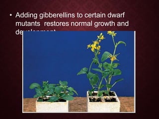 • Adding gibberellins to certain dwarf
mutants restores normal growth and
development
 
