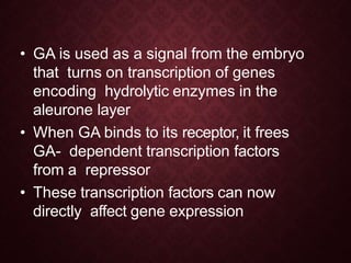 • GA is used as a signal from the embryo
that turns on transcription of genes
encoding hydrolytic enzymes in the
aleurone layer
• When GA binds to its receptor, it frees
GA- dependent transcription factors
from a repressor
• These transcription factors can now
directly affect gene expression
 