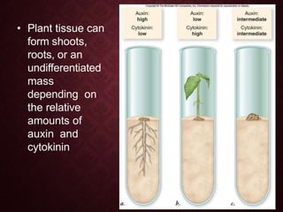 • Plant tissue can
form shoots,
roots, or an
undifferentiated
mass
depending on
the relative
amounts of
auxin and
cytokinin
 