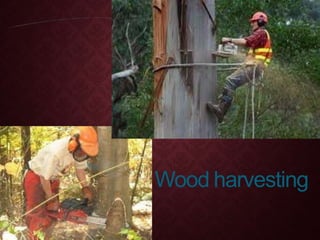 Wood harvesting
 