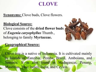 Synonyms: Clove buds, Clove flowers.
Biological Source:
Clove consists of the dried flower buds
of Eugenia caryophyllus Thumb.,
belonging to family Myrtaceae.
CLOVE
Geographical Source:
Clove tree is a native of Indonesia. It is cultivated mainly
in Islands of Zanzibar, Pemba, Brazil, Amboiana, and
Sumatra. It is also found in Madagascar, Penang,
Mauritius, West Indies, India, and Ceylon.
 