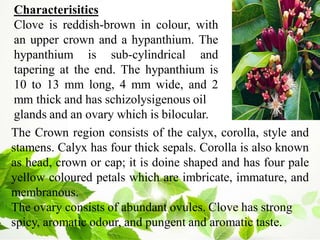 Characterisitics
Clove is reddish-brown in colour, with
an upper crown and a hypanthium. The
hypanthium is sub-cylindrical and
tapering at the end. The hypanthium is
10 to 13 mm long, 4 mm wide, and 2
mm thick and has schizolysigenous oil
glands and an ovary which is bilocular.
The Crown region consists of the calyx, corolla, style and
stamens. Calyx has four thick sepals. Corolla is also known
as head, crown or cap; it is doine shaped and has four pale
yellow coloured petals which are imbricate, immature, and
membranous.
The ovary consists of abundant ovules. Clove has strong
spicy, aromatic odour, and pungent and aromatic taste.
 