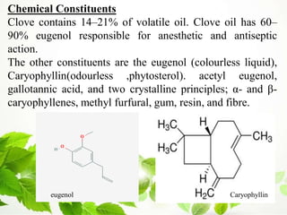 Chemical Constituents
Clove contains 14–21% of volatile oil. Clove oil has 60–
90% eugenol responsible for anesthetic and antiseptic
action.
The other constituents are the eugenol (colourless liquid),
Caryophyllin(odourless ,phytosterol). acetyl eugenol,
gallotannic acid, and two crystalline principles; α- and β-
caryophyllenes, methyl furfural, gum, resin, and fibre.
eugenol Caryophyllin
 