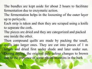 The bundles are kept aside for about 2 hours to facilitate
fermentation due to enzymatic action.
The fermentation helps in the loosening of the outer layer
up to pericycle.
Each strip is taken and then they are scraped using a knife
to separate the cork.
The pieces are dried and they are categorized and packed
one inside the other.
Then compound quills are made by packing the small,
quills into larger ones. They are cut into pieces of 1 m
length and dried first under shade and later under sun.
During drying, the original pale colour changes to brown
due to the presence of some pholobatannins in the bark
 