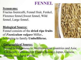 Synonyms:
Fructus foeniculli, Fennel fruit, Fenkel,
Florence fennel,Sweet fennel, Wild
fennel, Large fennel.
Biological Source:
Fennel consists of the dried ripe fruits
of Foeniculum vulgare Miller.,
belonging to family Umbelliferae.
FENNEL
Geographical Source:
Fennel is indigenous to Mediterranean countries and Asia;
it is largely cultivated in France, Saxony, Japan, Galicia,
Russia, India, and Persia.
 