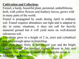 Cultivation and Collection:
Fennel, a hardy, beautiful plant, perennial, umbelliferous
herb, with yellow flowers and feathery leaves, grows wild
in many parts of the world.
Fennel is propagated by seeds during April in ordinary
soil. Fennel requires abundance sun light and is adapted to
dry in sunny situations, it does not call for heavily
manured ground but it will yield more on well-drained
calcareous soil.
The plants grow to a height of 2 m, erect and cylindrical
and take enough space in branching.
The plant bears fruits in the second year and the bright
golden flowers, flat terminal umbels bloom in July and
August. The fruits are collected by cutting the stems in
September and dried.
 