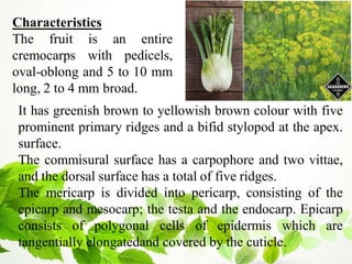 Characteristics
The fruit is an entire
cremocarps with pedicels,
oval-oblong and 5 to 10 mm
long, 2 to 4 mm broad.
It has greenish brown to yellowish brown colour with five
prominent primary ridges and a bifid stylopod at the apex.
surface.
The commisural surface has a carpophore and two vittae,
and the dorsal surface has a total of five ridges.
The mericarp is divided into pericarp, consisting of the
epicarp and mesocarp; the testa and the endocarp. Epicarp
consists of polygonal cells of epidermis which are
tangentially elongatedand covered by the cuticle.
 