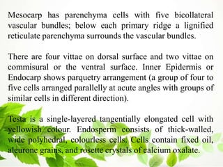 Mesocarp has parenchyma cells with five bicollateral
vascular bundles; below each primary ridge a lignified
reticulate parenchyma surrounds the vascular bundles.
There are four vittae on dorsal surface and two vittae on
commisural or the ventral surface. Inner Epidermis or
Endocarp shows parquetry arrangement (a group of four to
five cells arranged parallelly at acute angles with groups of
similar cells in different direction).
Testa is a single-layered tangentially elongated cell with
yellowish colour. Endosperm consists of thick-walled,
wide polyhedral, colourless cells. Cells contain fixed oil,
aleurone grains, and rosette crystals of calcium oxalate.
 