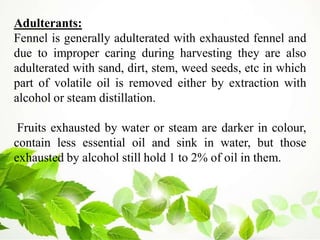 Adulterants:
Fennel is generally adulterated with exhausted fennel and
due to improper caring during harvesting they are also
adulterated with sand, dirt, stem, weed seeds, etc in which
part of volatile oil is removed either by extraction with
alcohol or steam distillation.
Fruits exhausted by water or steam are darker in colour,
contain less essential oil and sink in water, but those
exhausted by alcohol still hold 1 to 2% of oil in them.
 