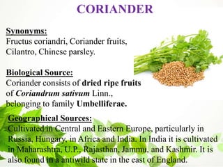 Synonyms:
Fructus coriandri, Coriander fruits,
Cilantro, Chinese parsley.
Biological Source:
Coriander consists of dried ripe fruits
of Coriandrum sativum Linn.,
belonging to family Umbelliferae.
CORIANDER
Geographical Sources:
Cultivated in Central and Eastern Europe, particularly in
Russia, Hungary, in Africa and India. In India it is cultivated
in Maharashtra, U.P., Rajasthan, Jammu, and Kashmir. It is
also found in a antiwild state in the east of England.
 