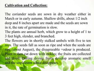 Cultivation and Collection:
The coriander seeds are sown in dry weather either in
March or in early autumn. Shallow drills, about 1/2 inch
deep and 8 inches apart are made and the seeds are sown
in it, the rate of germination is slow.
The plants are annual herb, which grow to a height of 1 to
3 feet high, slender, and branched.
The flowers are in shortly stalked umbels with five to ten
rays. The seeds fall as soon as ripe and when the seeds are
ripe (about August), the disagreeable +odour is produced.
Plant is then cut down with sickles; the fruits are collected
and dried. During drying fruits develop aromatic smell
and the unpleasant odour disappears.
 