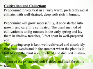 Cultivation and Collection:
Peppermint thrives best in a fairly warm, preferably moist
climate, with well-drained, deep soils rich in humus.
Peppermint will grow successfully, if once started into
growth and carefully cultivated. The usual method of
cultivation is to dig runners in the early spring and lay
them in shallow trenches, 3 feet apart in well-prepared
soil.
The growing crop is kept well-cultivated and absolutely
free from weeds and in the summer when the plant is in
full bloom, the mint is cut by hand and distilled in straw.
A part of the exhausted herb is dried and used for cattle
food.
 