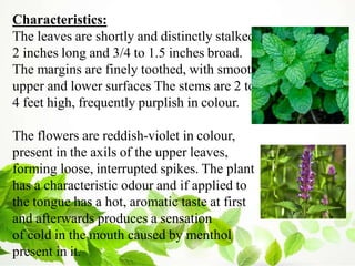 Characteristics:
The leaves are shortly and distinctly stalked,
2 inches long and 3/4 to 1.5 inches broad.
The margins are finely toothed, with smooth
upper and lower surfaces The stems are 2 to
4 feet high, frequently purplish in colour.
The flowers are reddish-violet in colour,
present in the axils of the upper leaves,
forming loose, interrupted spikes. The plant
has a characteristic odour and if applied to
the tongue has a hot, aromatic taste at first
and afterwards produces a sensation
of cold in the mouth caused by menthol
present in it.
 