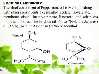Chemical Constituents:
The chief constituent of Peppermint oil is Menthol, along
with other constituents like menthyl acetate, isovalerate,
menthone, cineol, inactive pinene, limonene, and other less
important bodies. The English oil (60 to 70%), the Japanese
oil (85%) , and the American (50%) of Menthol
Menthol
 