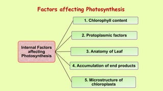 Factors affecting photosynthesis | PPTX