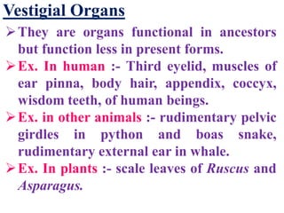 Vestigial Organs
They are organs functional in ancestors
but function less in present forms.
Ex. In human :- Third eyelid, muscles of
ear pinna, body hair, appendix, coccyx,
wisdom teeth, of human beings.
Ex. in other animals :- rudimentary pelvic
girdles in python and boas snake,
rudimentary external ear in whale.
Ex. In plants :- scale leaves of Ruscus and
Asparagus.
 